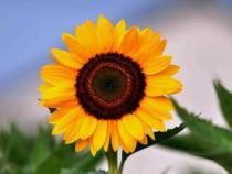 专利和课题有什么关系？