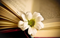 c刊论文一般要求多少字数