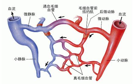 微循环是指微动脉和微静脉之间的血液循环